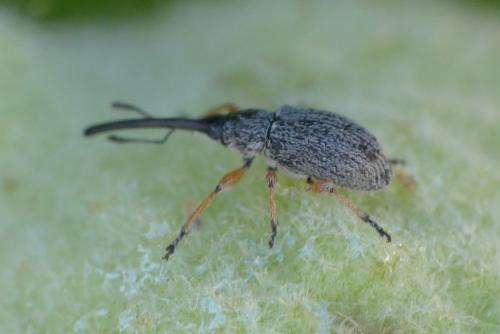 Rhopalapion longirostre